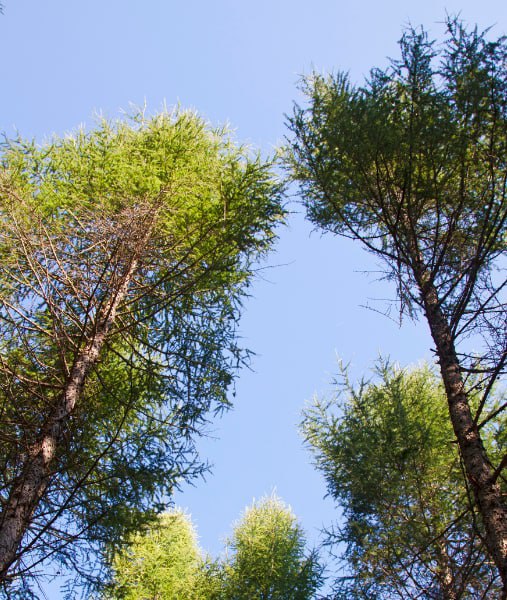 This is a photo of over grown trees needing crown reduction in Hawkhurst .