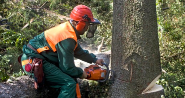 This is a photo of a tree being cut down out in Hawkhurst. All works are being undertaken by Hawkhurst Tree Surgeons