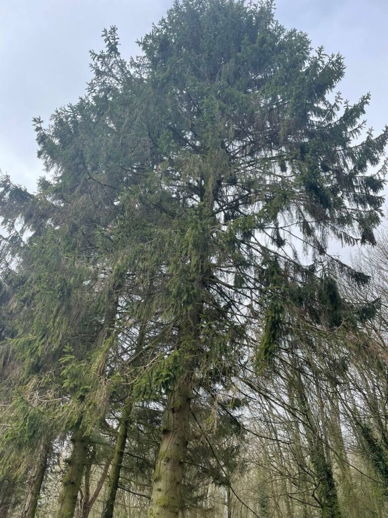 This is a photo of tree felling being crowned in Hawkhurst. All works are being undertaken by Hawkhurst Tree Surgeons